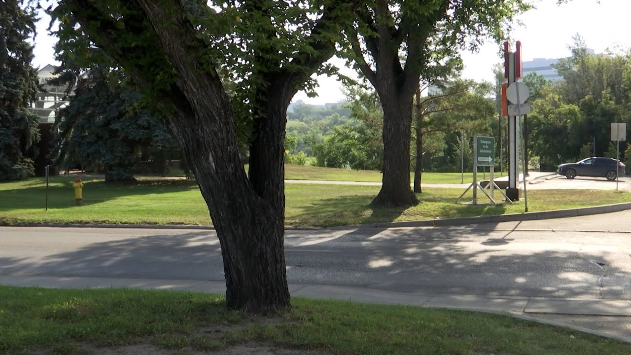 Saskatoon seeks funding to help increase tree canopy as disease and pests take their toll