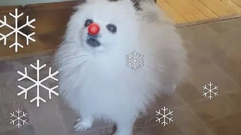 Gabe the red nosed Doggo