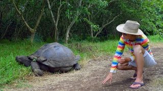 Giant GALAPAGOS TURTLE runs for passion fruit | Гигантская галапагосская черепаха