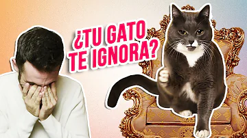 ¿Por qué mi gata me ignora cuando la llamo?