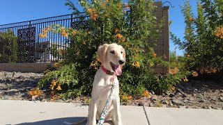 Puppy time   #Rare #Saluki #Breed learns to sit at 10 weeks!!! #Short #Love #Pets #Dog #Phoenix