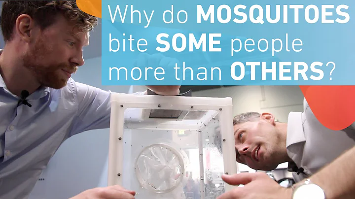 Why do mosquitoes bite some people more than others?