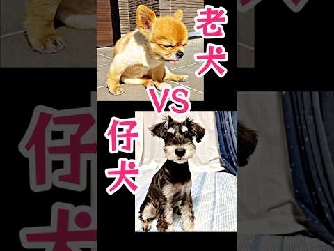 老犬チワワVS仔犬ミニチュアシュナウザー#チワワ #ミニチュアシュナウザー