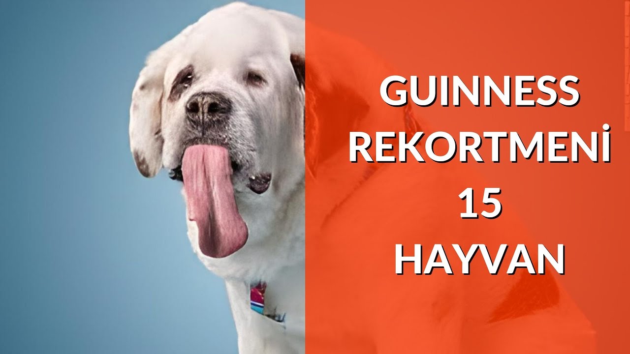 ⁣Guinness Rekorlar Kitabına Giren 15 İlginç Hayvan - bu hayvanlar çok yetenekli!