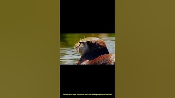 🦦 RÁI CÁ BIỂN – NHÀO LỘN VUI NHỘN CỦA ĐẠI DƯƠNG! 🌊🤣