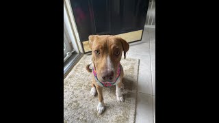 MANGO REACH OUT RESCUE