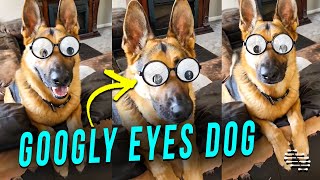 Dog Wearing Googly Eyes Glasses and Chilling