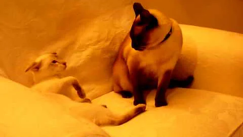 Watch the video about Tonkinese kitten and cat fighting over armchair space