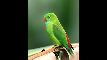 Surat Al-Bayyinah | Surah Al Baiyinah | 098 | سورة البينة | सूरह बय्यिना | Abdullah Al-Khalaf