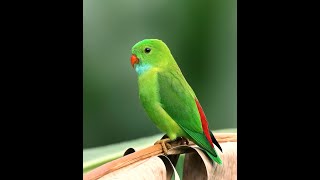 Surat Al-Bayyinah | Surah Al Baiyinah | 098 | سورة البينة | सूरह बय्यिना | Abdullah Al-Khalaf