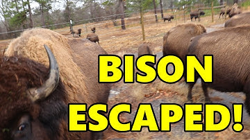Ep. 152 - Bison ESCAPED | Not the Call you Want to Get | Blackacre Ranch