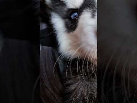 Tara the #huskypuppy #husky #huskylife #stillrollin #trending #explore #shorts #ytshorts