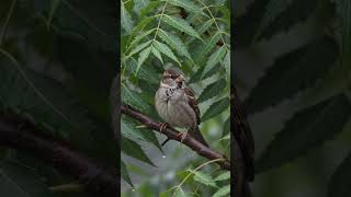 sparrow hiding under tree in heavy rain