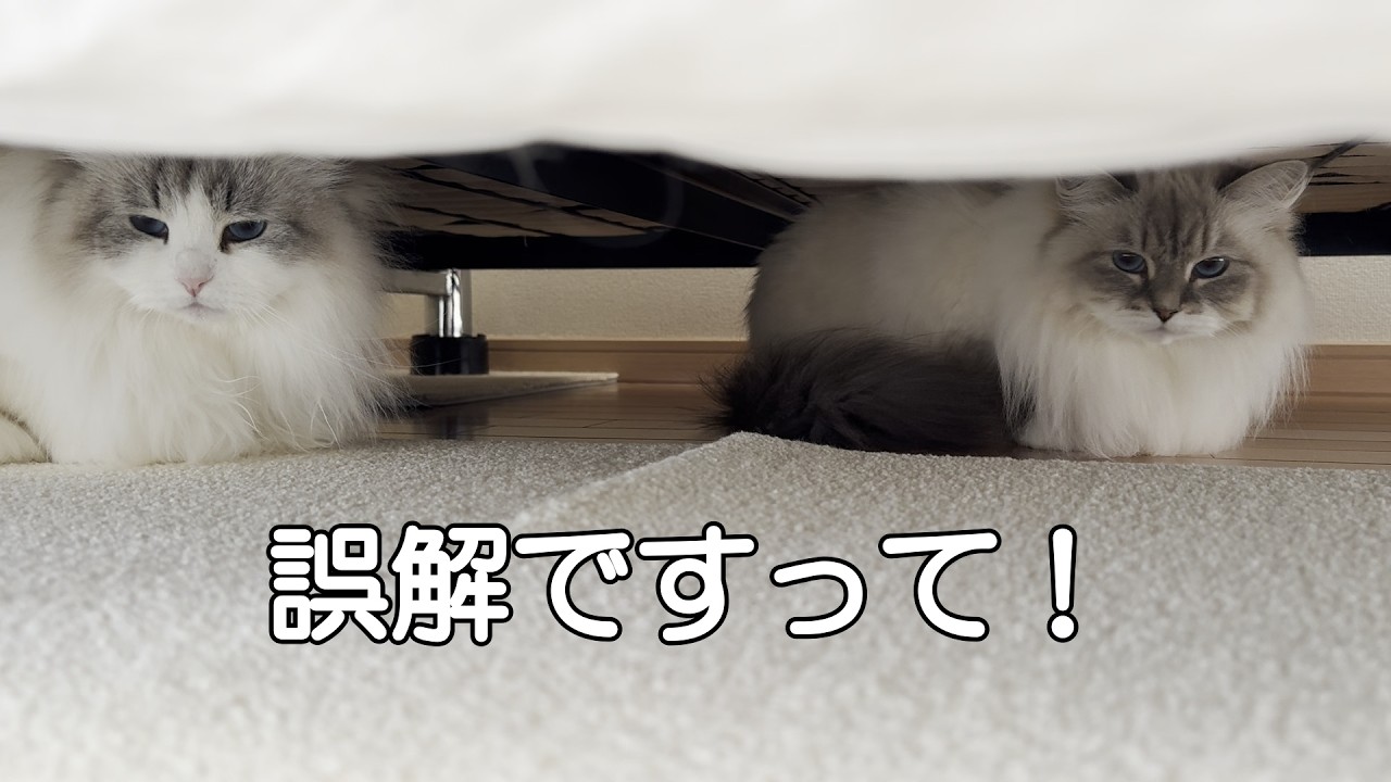 動物病院に行ってくるねと言ったら、うちの猫たちが誤解してベッドの下に逃げ込みました！