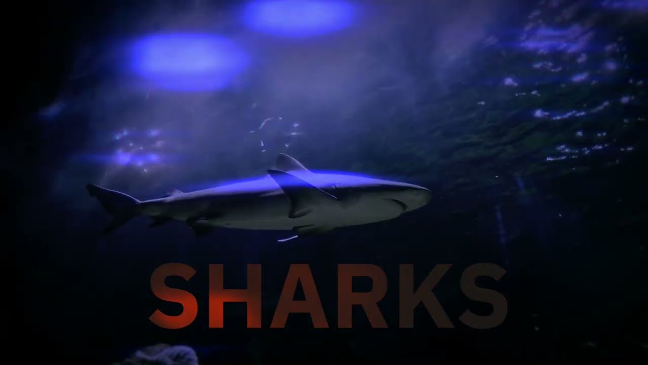 Watch Theron - Sharks (Lyric Video) on YouTube Watch Theron - Sharks (Lyric Video) on YouTube