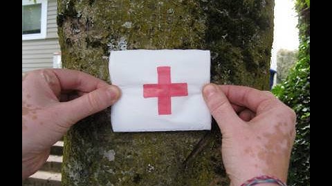 How to Remove a Stub Cut - proper tree pruning
