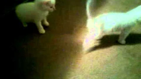 Video 970651: cutest siamese kitten, siamese kitten playing, female siamese, male siamese, kittens litter, kitten home