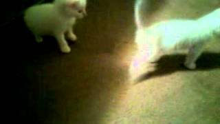 Free siamese kittens in Arizona!