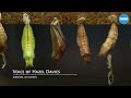 Tour of the Butterfly Conservatory at the American Museum of Natural History