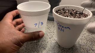Planting Seed after germination....Tangerine Dream
