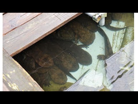 ﾆｭｰｽ 廃校のプールにオオサンショウウオが2匹 特別天然記念物の運命は Dot Youtube