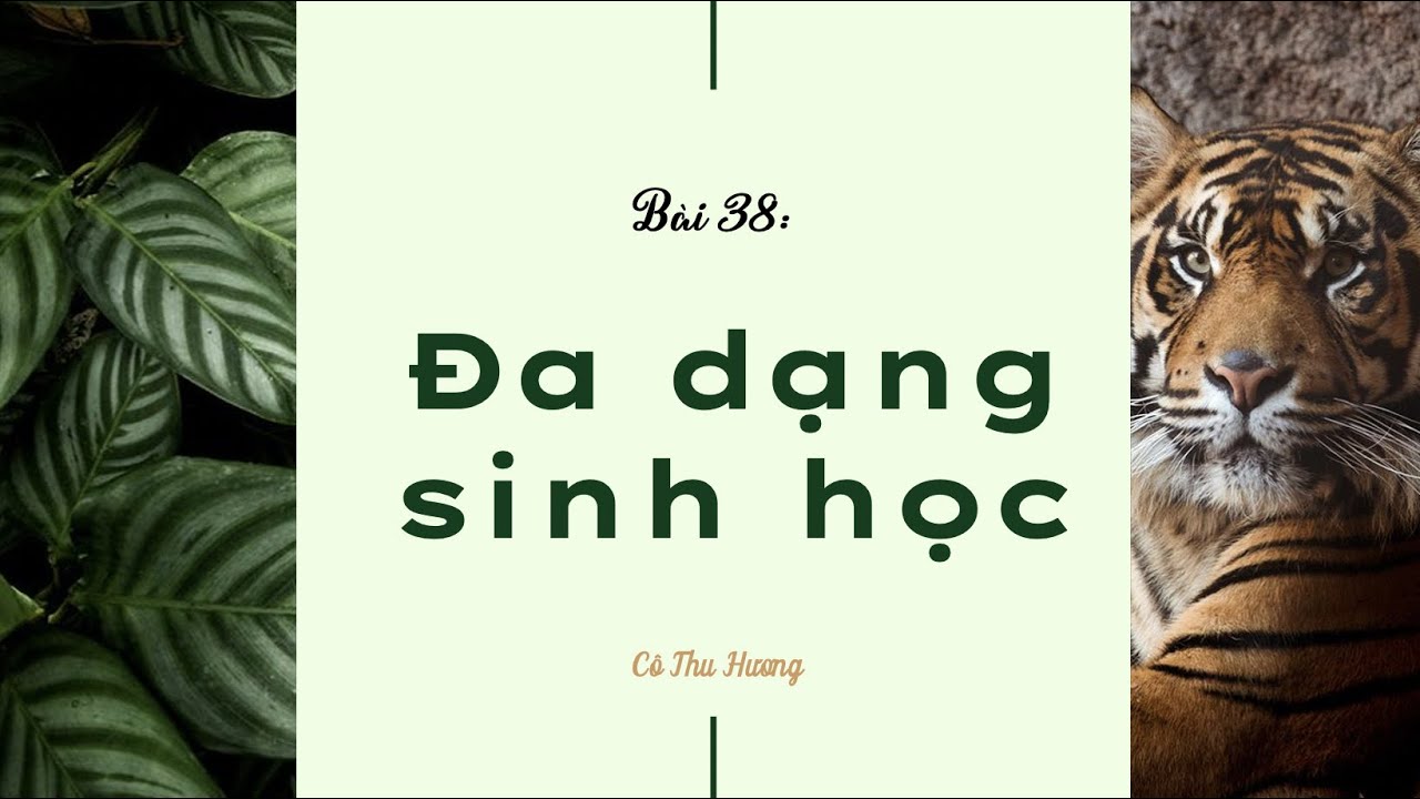 Bài 38. Đa dạng sinh học (phần 1) - KHTN lớp 6 - Kết nối tri thức với cuộc sống - OLM.VN - youtube