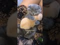 Cute kitty hugs a baby puppy 