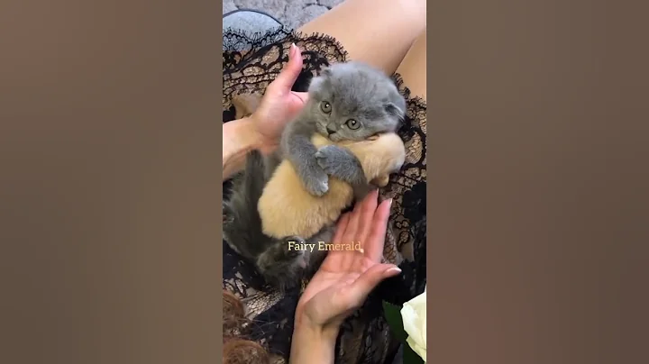 CUTE KITTY HUGS A BABY PUPPY 😭😭🥺 - DayDayNews