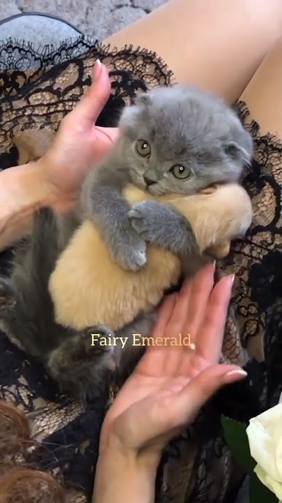 CUTE KITTY HUGS A BABY PUPPY 😭😭🥺