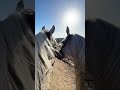ولاء ههواكي أوطاني