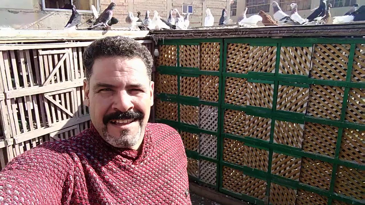 الجزء الثاني لعم الضانى إيكا وطرائف الغية#احمد_ماكو_والحمام_احلي_حاجه_في الدنيا