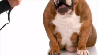 Cheap Pet Grooming Salt Lake City UT