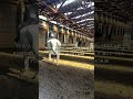 It’s just a horse? #eq #equestrian #horse #fypシ゚viral #fypシ #fyp #shorts