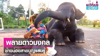 "พลายดาวมงคล"ช้างน้อยสายบุญแสนรู้ | เรื่องดีดีทั่วไทย | 10-7-66