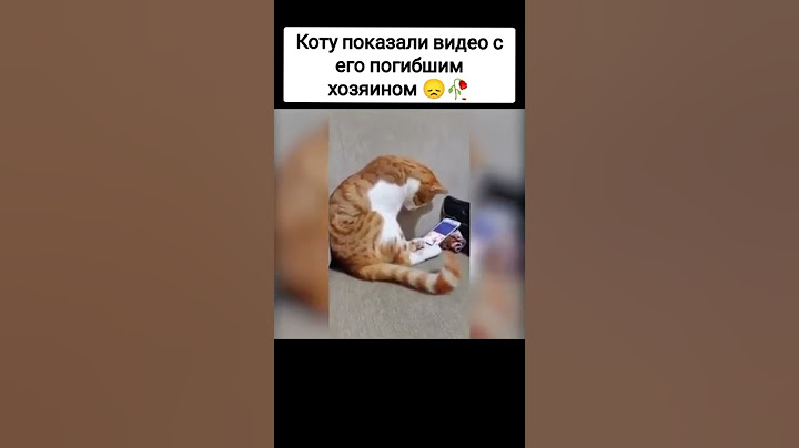Грустные моменты которые были сняты 😢 | Сырок #Грусть #Кот #Моменты #Печаль #Подпишись #Shorts