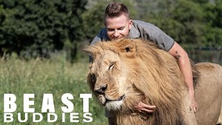 'Lion King' Is Best Friends With Big Cats | BEAST BUDDIES
