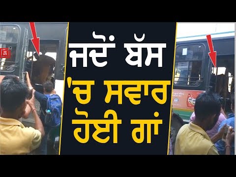 Delhi ਜਾਣ ਲਈ ਬੱਸ `ਚ ਸਵਾਰ ਹੋਈ ਗਾਂ, Video Viral