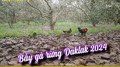 Bẫy gà rừng Daklak mới nhất 2025.bán gà mồi gà rừng rặc 0981.519.719