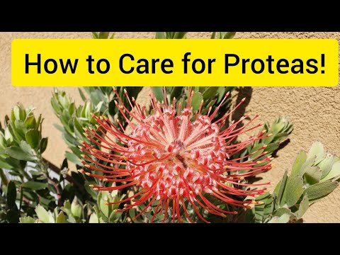 Video: Protea-verzorging en -informatie - Leer hoe u Protea-bloemen kunt kweken