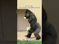 Shabani loves lettuce.【東山動物園ゴリラ】 #gorilla