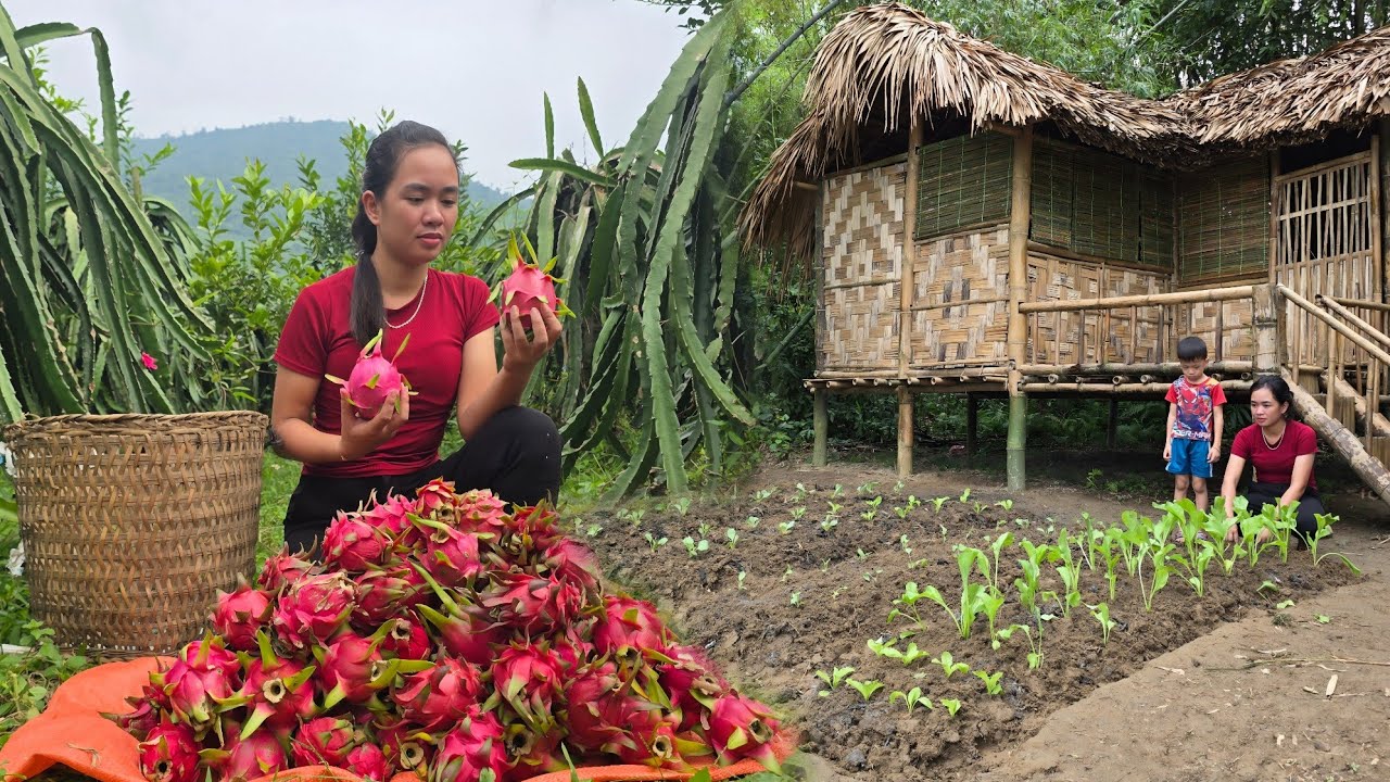 Tieu Anh harvests dragon fruit to sell at the market and does vegetable gardening.