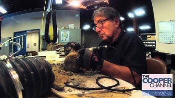 Time Scales: Whale Vertebra