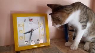 Popular funny animals & kitten video/ Best Cats 2023 News Bloopers / The funniest animals  #petlover