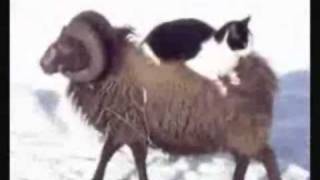 Taxi ram for cats