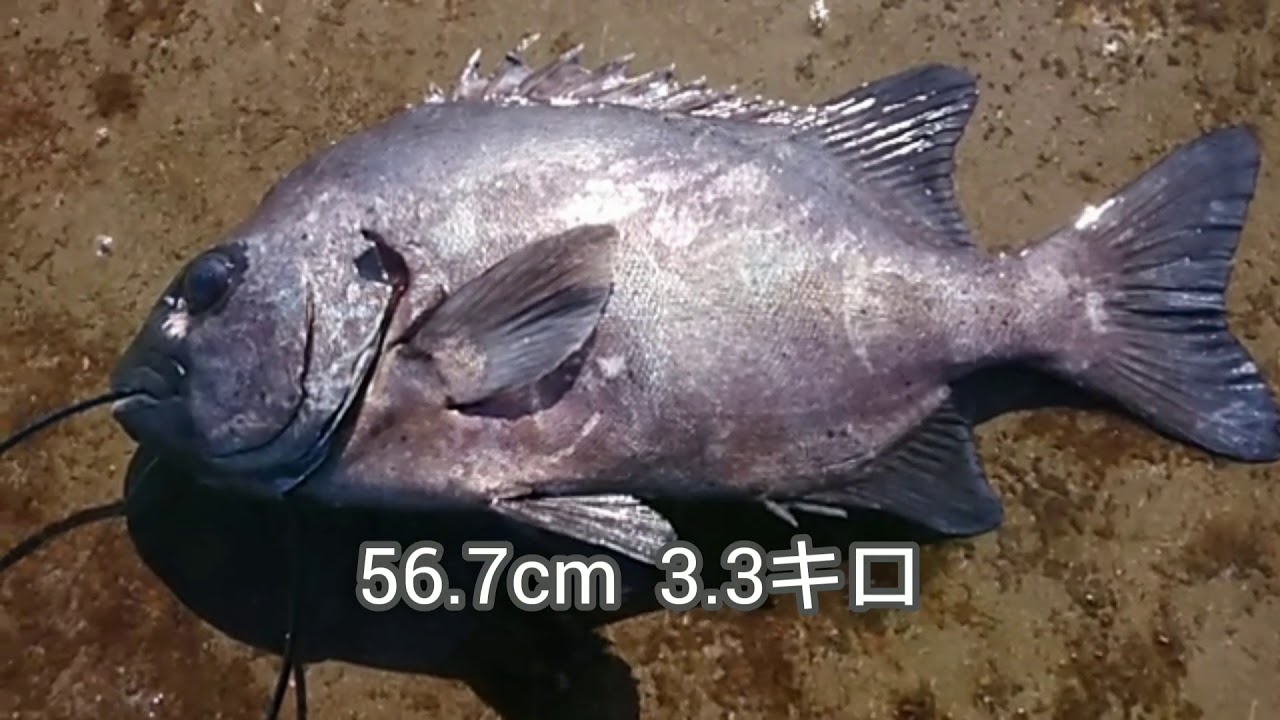 10 宮崎県 南郷 水島 石鯛 尾長グレ メジナ 内之浦 船間 佐多岬 釣り Youtube 10 宮崎県 南郷 水島 石鯛 尾長グレ メジナ 内之浦 船間 佐多岬 釣り Youtube