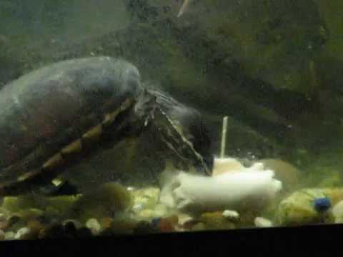 Musk Turtle. Bob eating lunch meat..