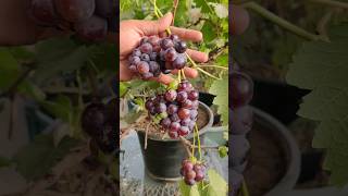 Grapes in Pot #shortsvideo #fruit #grape #grapevine #grapeharvest #fresh #urbangardening #shorts