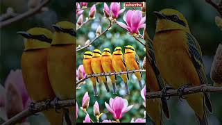 This can’t be real… 😱 Rainbow Row Revealed! ✨ #birds #WildYetBeautifu l#nature #1m  #top #hype #new