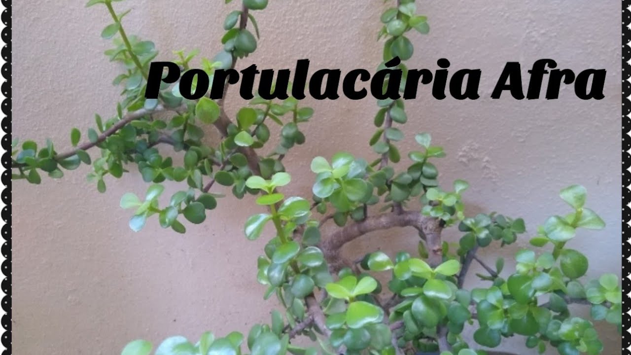 Como fazer mudas da Portulacária Afra+ Dicas de cuidados