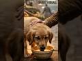 The Smart Hungry Puppy’😱 #shorts #viral #emotional